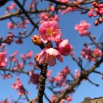 寒さの中、梅が咲いた