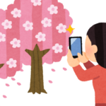 Cherry blossoms in full bloom