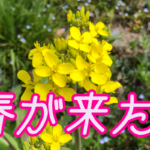 春が来た!