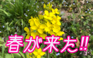 Spring has come!