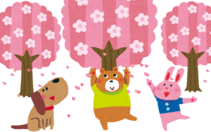 Bloom, bloom, cherry blossoms bloom!