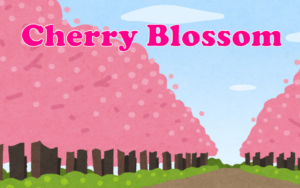 今年も桜の季節がやってきた!